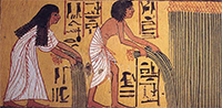Egyptians harvesting flax