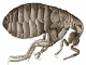 Black Death rat flea