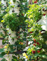 Paris rooftop farm, strawberries