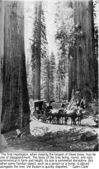 Sequoia tree