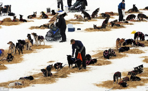 Iditarod checkpoint