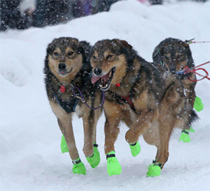 Iditarod 2022 Ceremonial Start