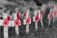 Poppies on crosses