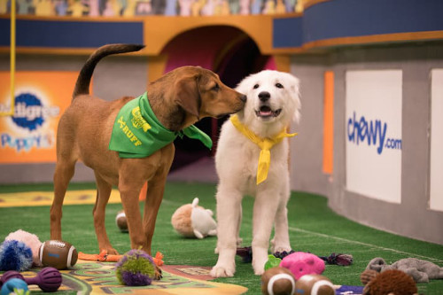 Puppy Bowl XIV