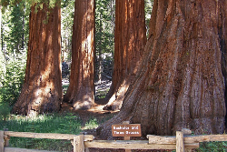 Mariposa Grove