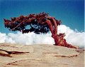 Jeffrey Pine