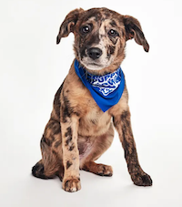 Boba, MVP of Puppy Bowl XIIX